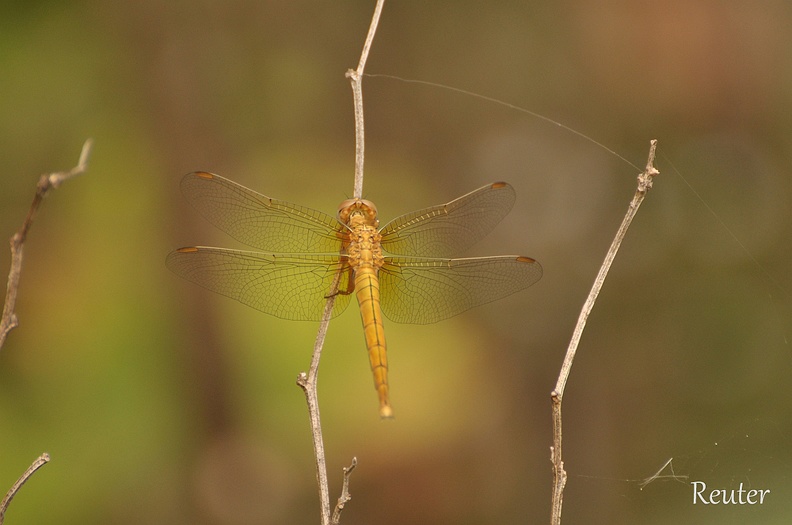 Kleiner Blaupfeil (Orthetrum coerulescens)